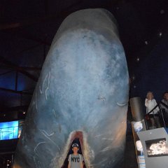 IMG 060